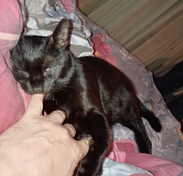 К котовторнику делюсь