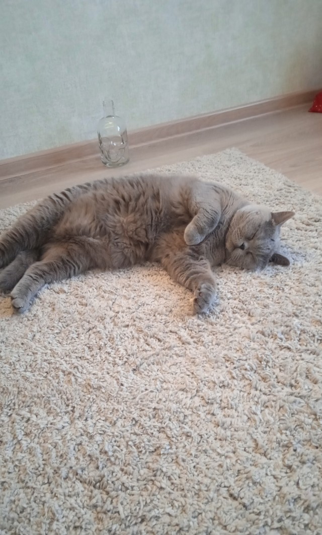 Рандомных фото котов тред