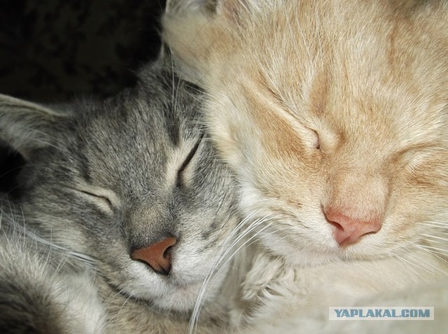 Котовторник 23.07.2013