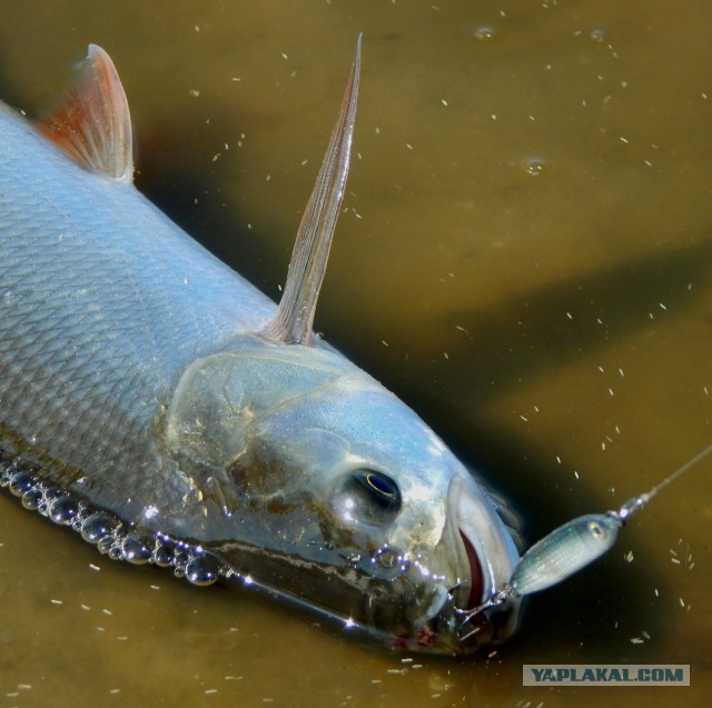 Изготавливаю на заказ рыболовные спиннинговые приманки (блесны-пилькеры).