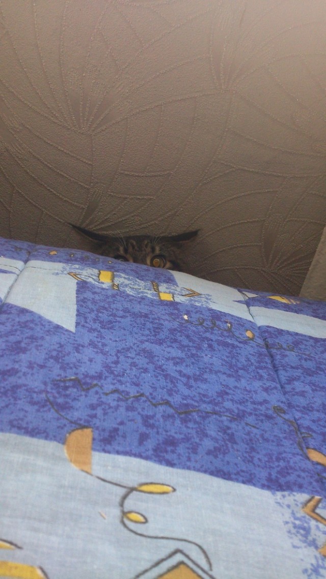Котовторник   27.08.2013