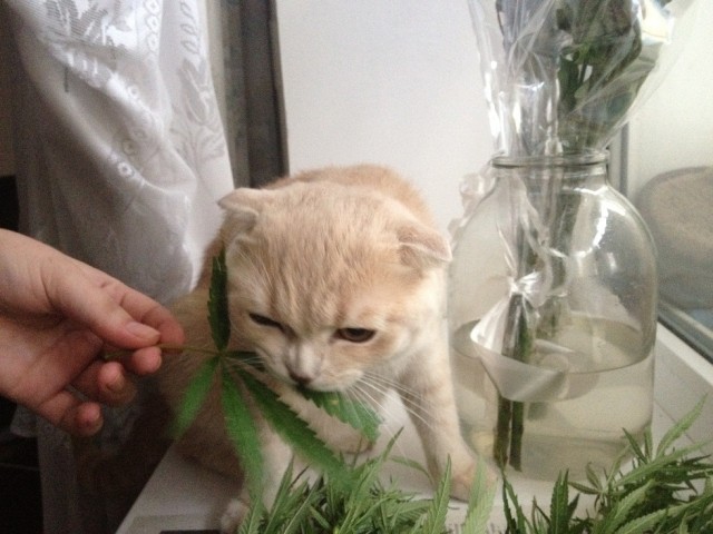 Котейка, который не знает как лежат котейки