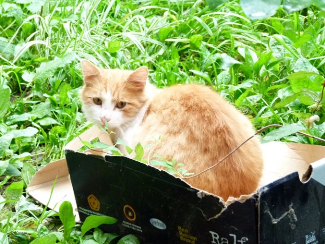 Котовторник на 24.09.2013г