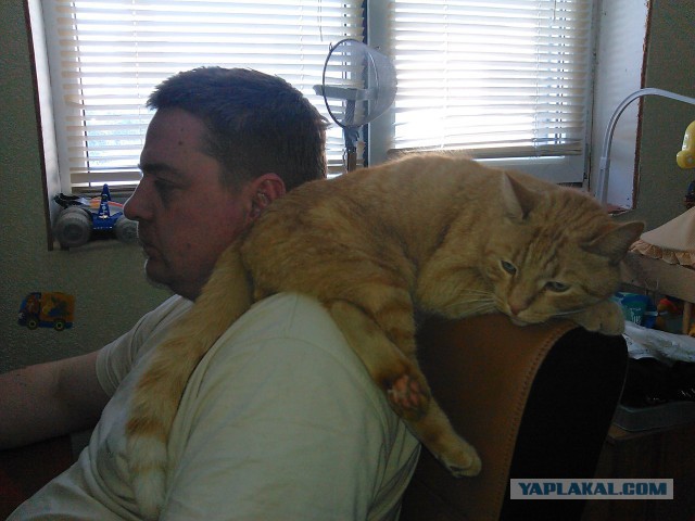 Котовторник 01.04.2014