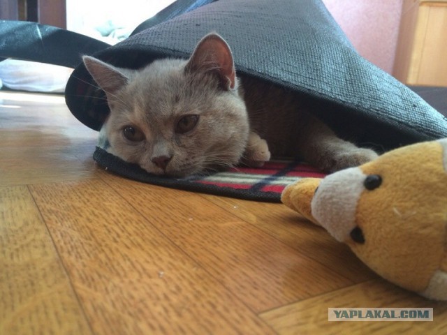 Котовторник  08.04.2014