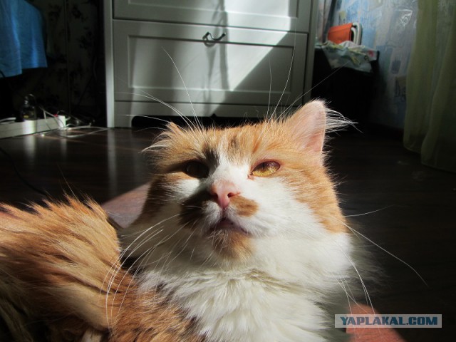 Котовторник 20.05.2014