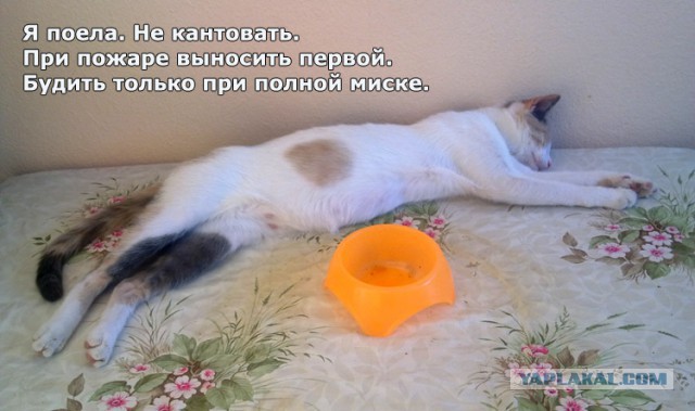 Котовторник  08.07.2014
