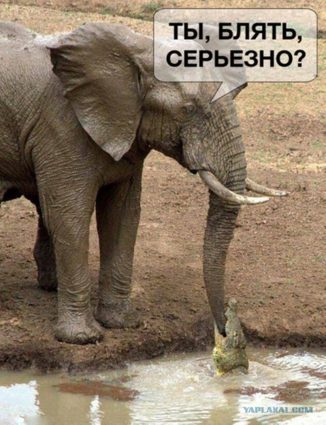 Веселые картинки.