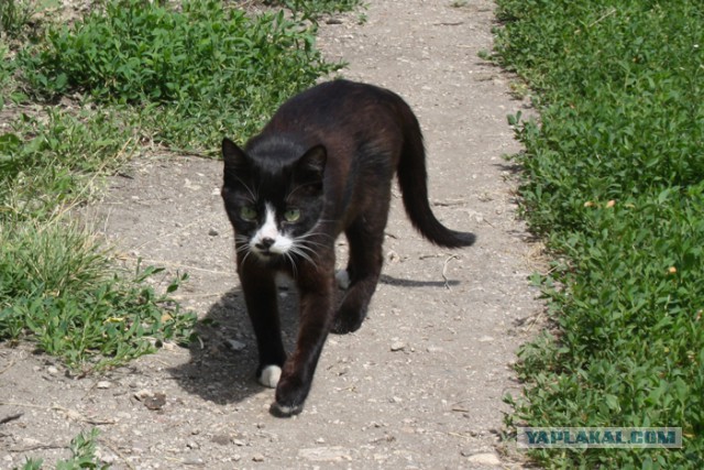 Котовторник 15.07.2014.