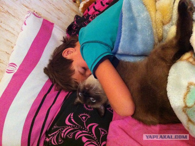 Котовторник 22.07.14