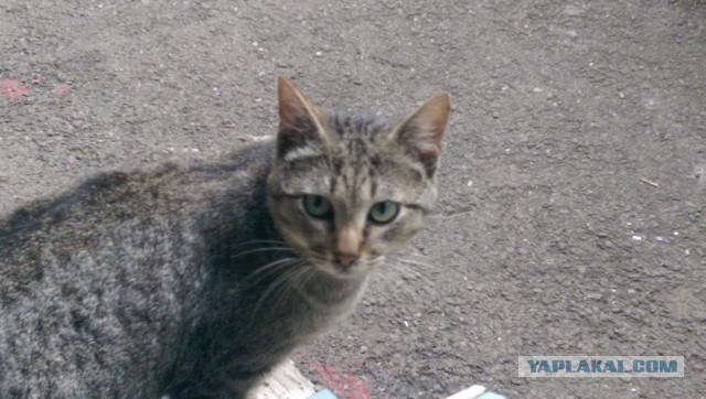 Котовторник 22.07.14
