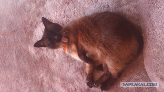 А у тебя есть фото твоей зевающей котейки ?