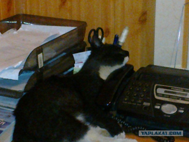 Котовторник 26.08.14.