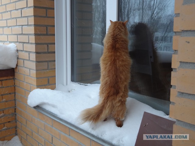 Котовторник 20.01.2015