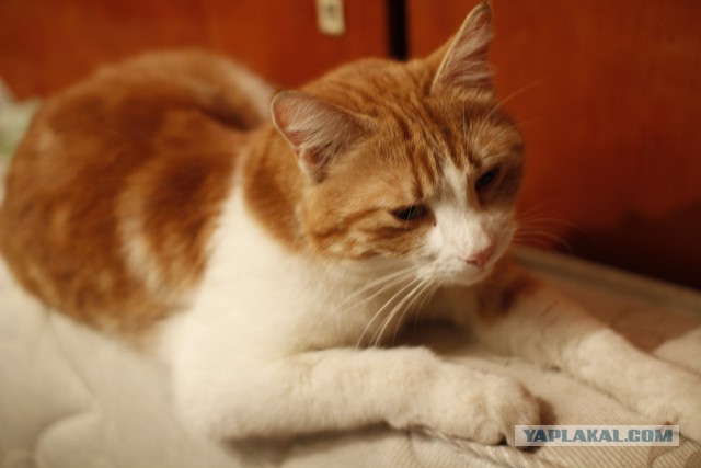 Самые популярные клички кошек и котов
