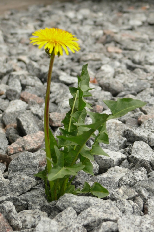 Триумф воли