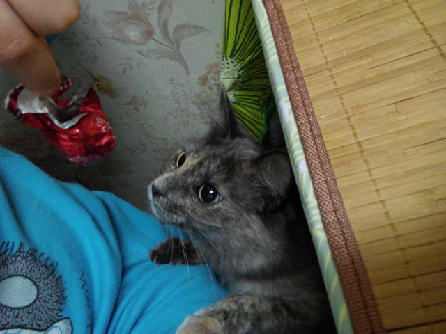 Про Тучку, которая стала Дымкой