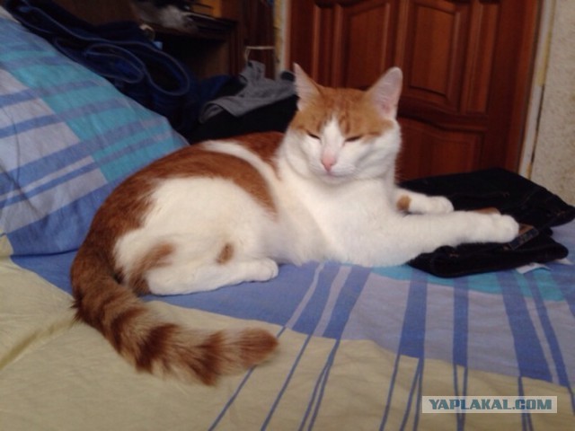 Котовторник 7.07.2015
