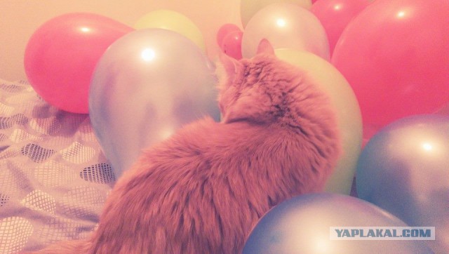 Котовторник 14.07.2015
