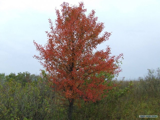 Золотая осень