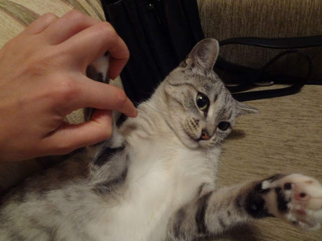Котовторник