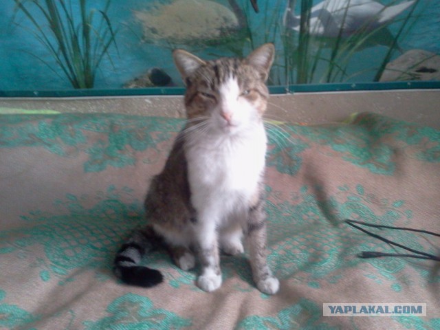 Котовторник 13.10.2015