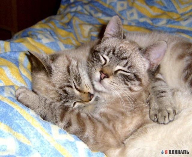 Коты, кошки, котята