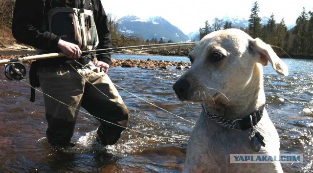 Собакочетверг