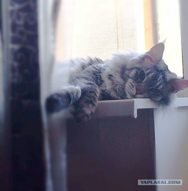 Мейн-куны  настолько  суровы...