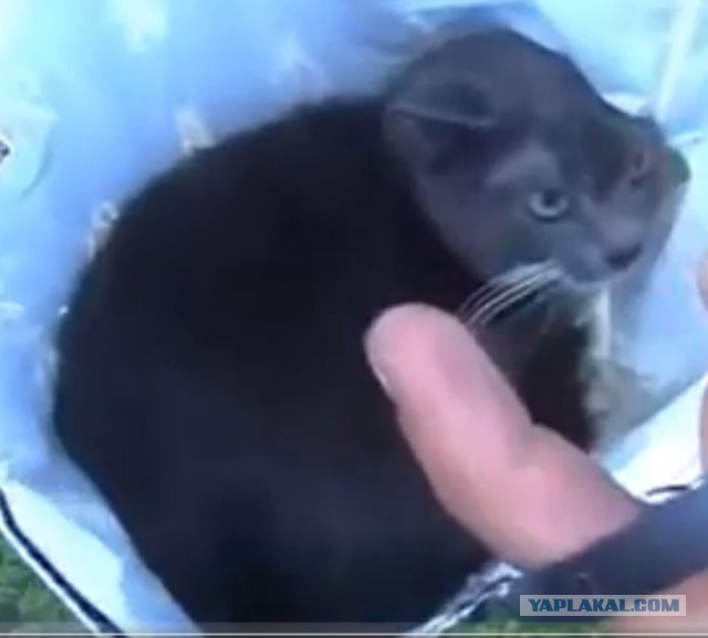 Памяти Серого в Котовторник...
