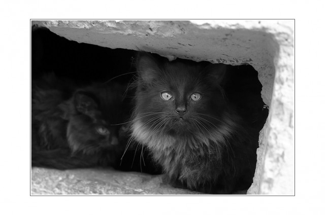 Коты, кошки, котята