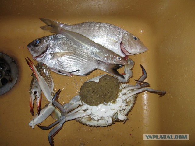 Живу у моря