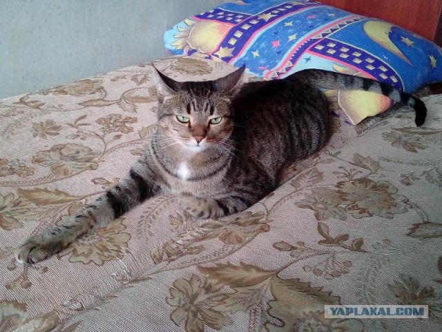 Котовторник 28.06.2016