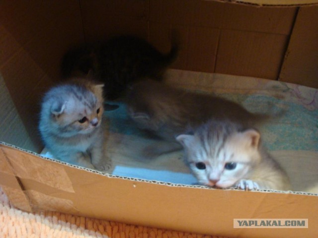 Котовторник 27.09.16