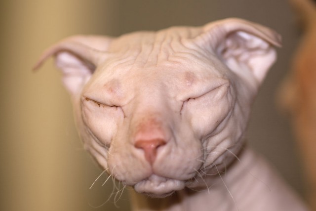 Коты из сети