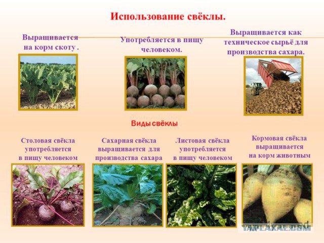 Как делают сахар из свеклы!
