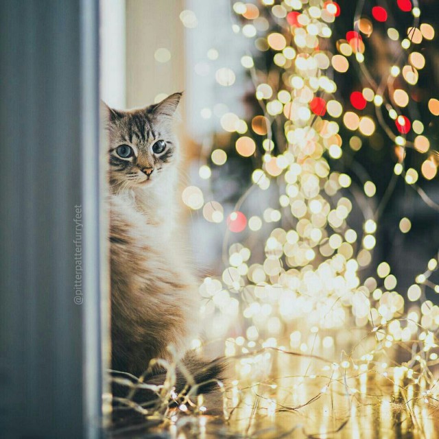Коты из сети