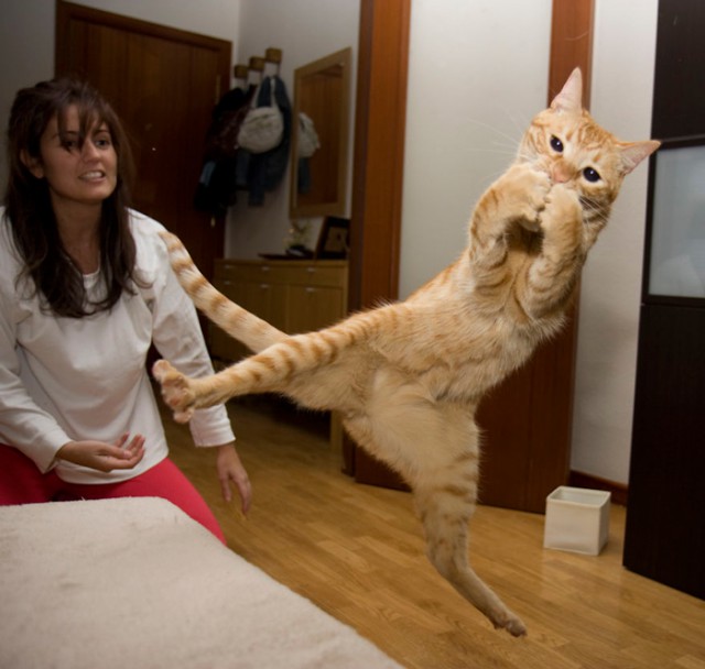Коты из сети