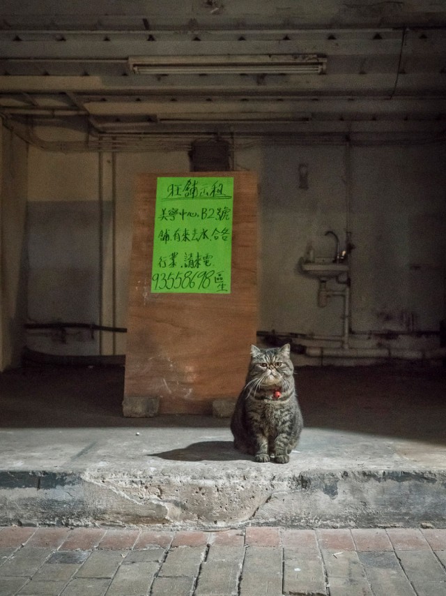 Коты и Кошки