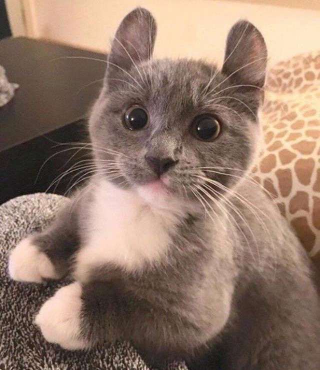 Коты и Кошки