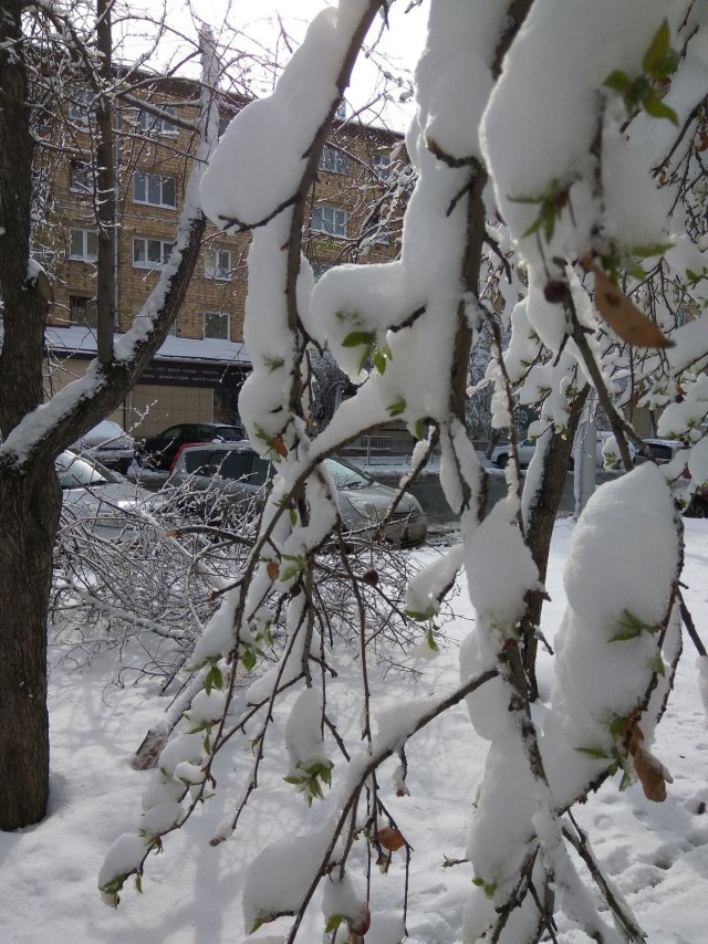 Сейчас бы в мае в снежки поиграть