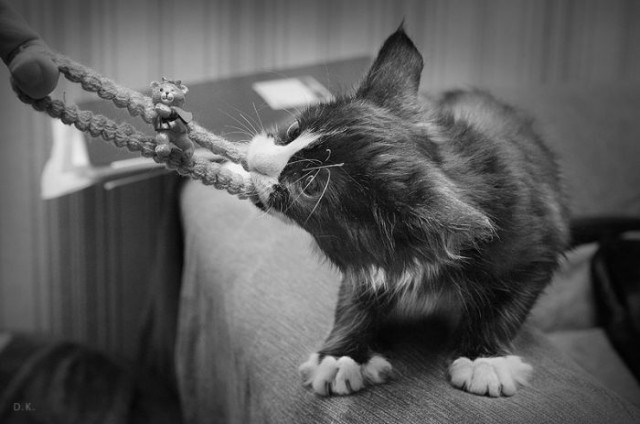 Коты и Кошки