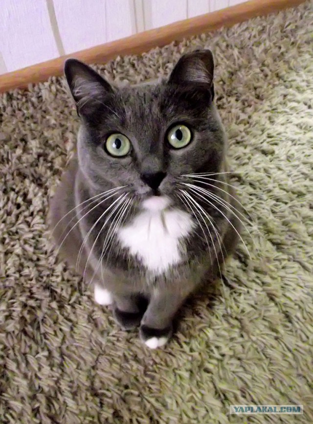 Котовторник