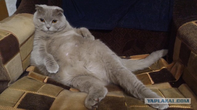 Котовторник