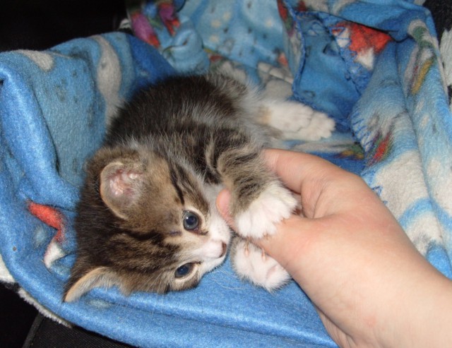 Забрался котенок на склад.Теперь у нас новый член семьи.