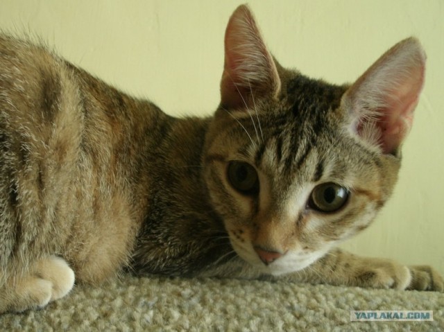 Кошкино счастье.