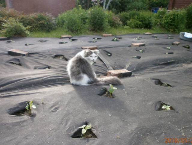 Котовторник 05.06.2018