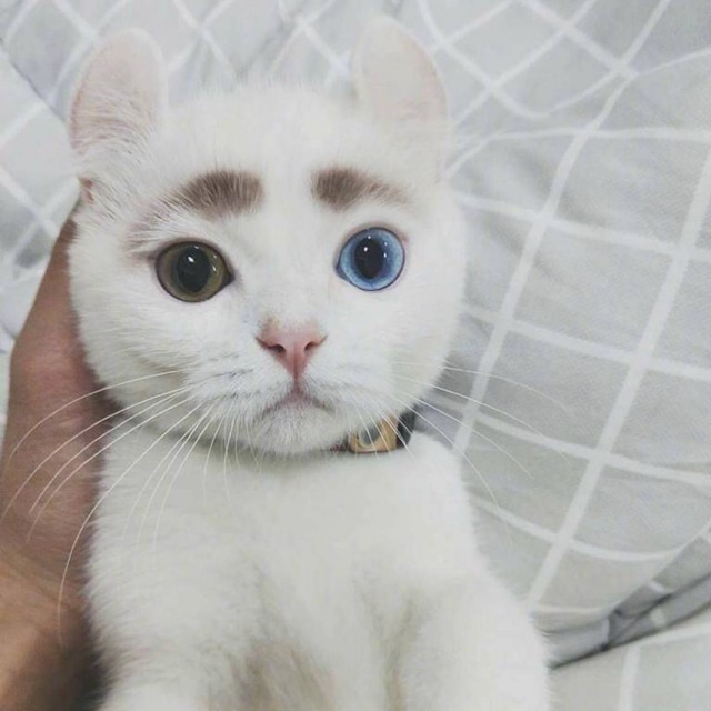Прикольных котов пост