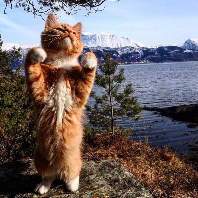 Рыжий норвежский кот с роскошным хвостом обожает гулять с людьми по дикой природе