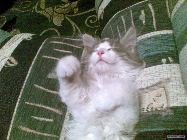 Котовторник: начало